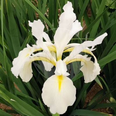 Iris orientalis Frigia IMG_20200616_195420 upr